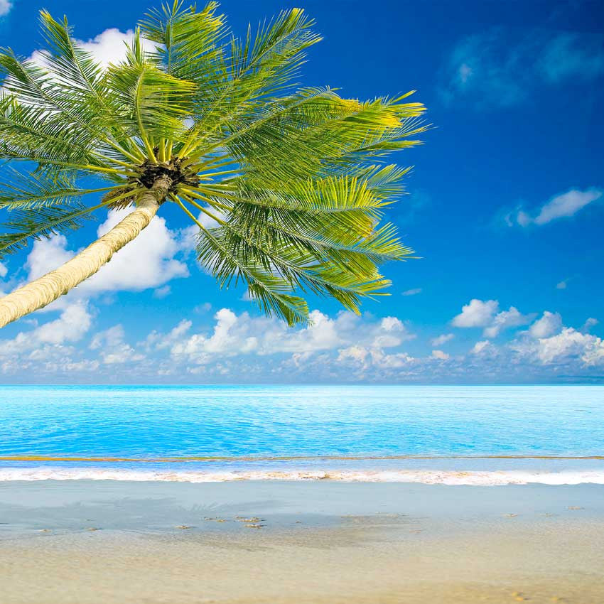Beach Palm Tree Backdrop - 3488 – Backdrop Outlet