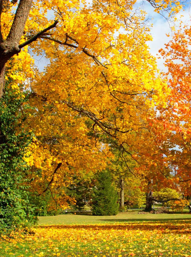 Golden Leaves Park Trees Autumn Fall Photography Backdrop 9210 Backdrop Outlet