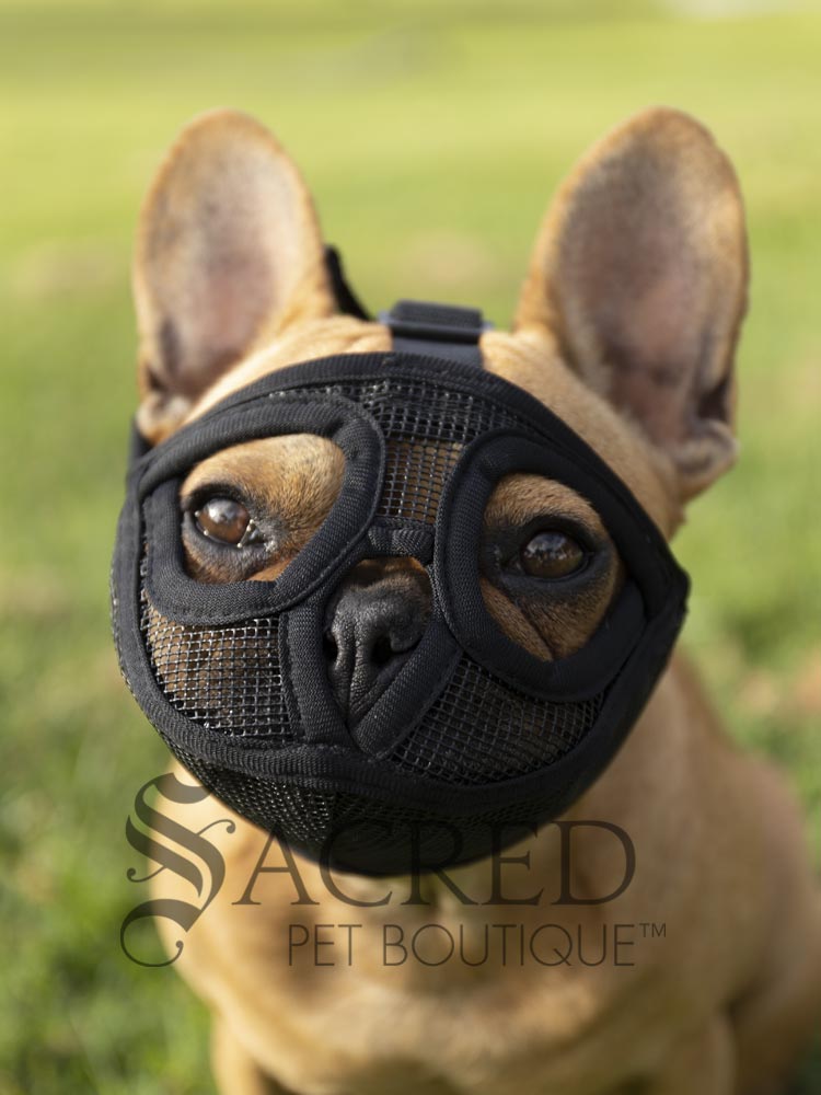 how to muzzle a french bulldog