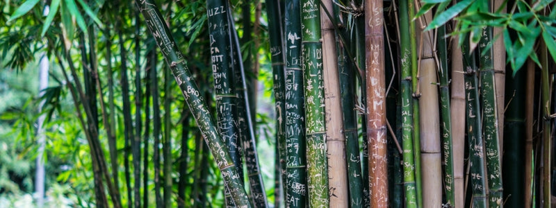 Bamboo plants