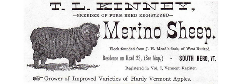 Merino Sheep Old Image