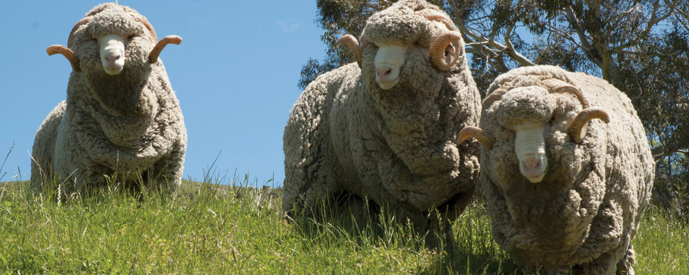 Merino sheep