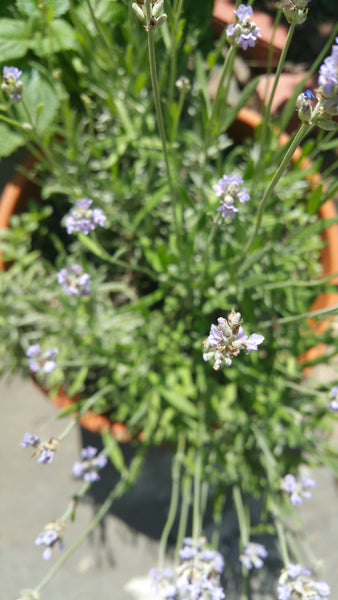 Potted lavender plant