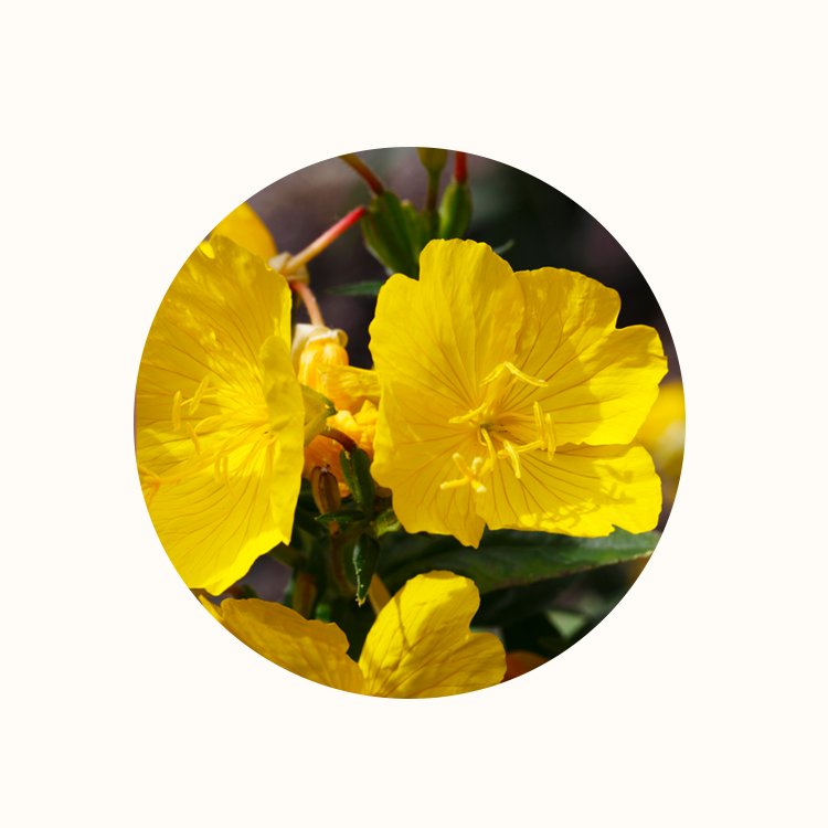 Landing Page Evening Primrose.png__PID:c0775f15-cf7b-469f-9360-434cd9a7bd88