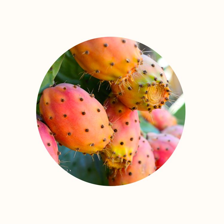 Landing Page Prickly Pear.png__PID:08fad46a-6bfe-4077-9f15-cf7ba69f1360