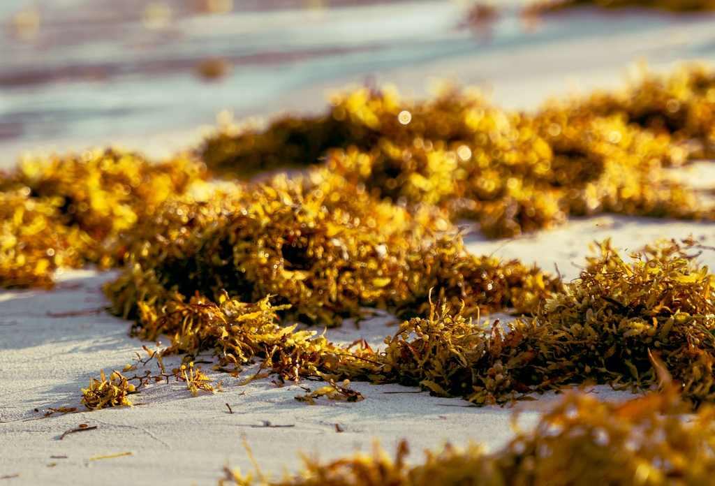 Seaweed on the shore