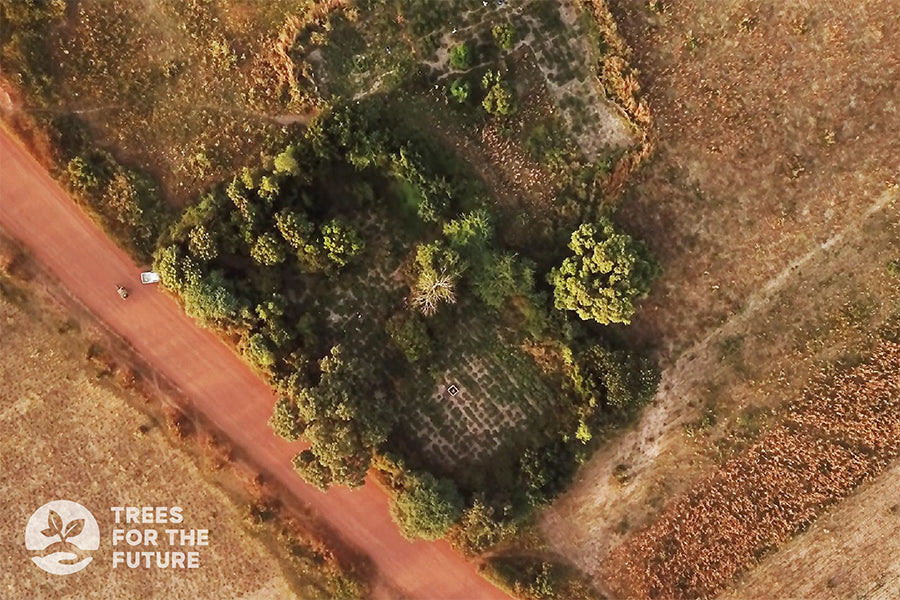 aerial garden Senegal