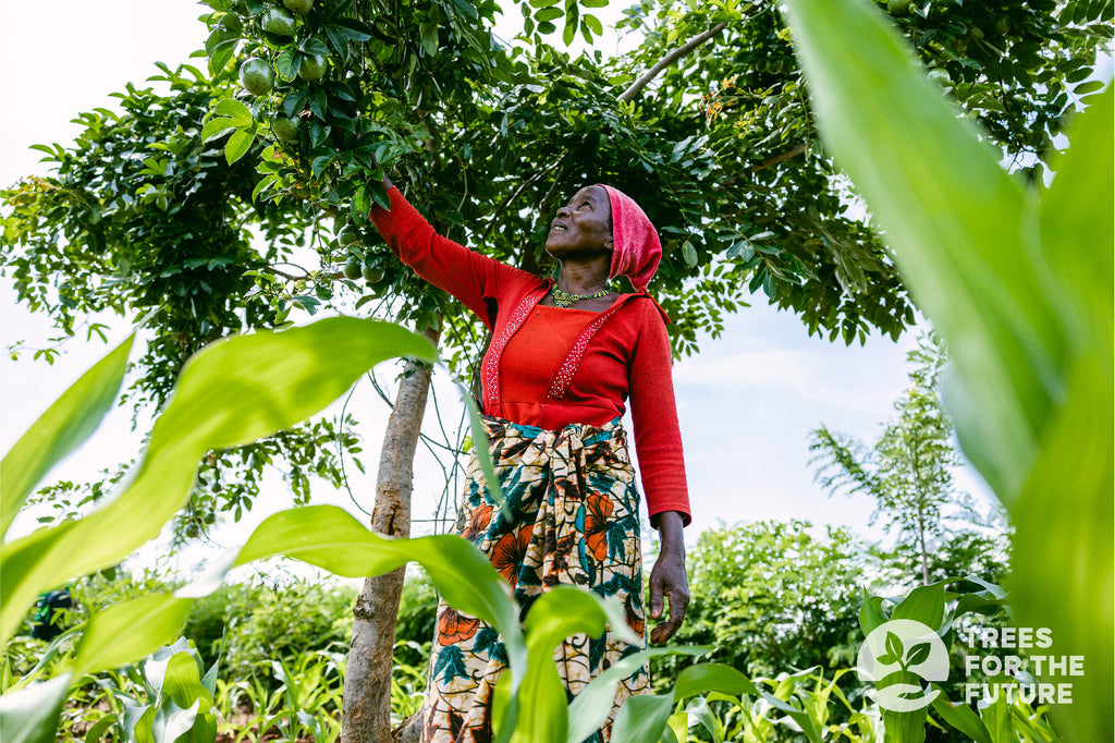 trees for the future partnership