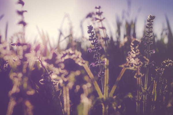 lush lavender plants and stunning sunshine