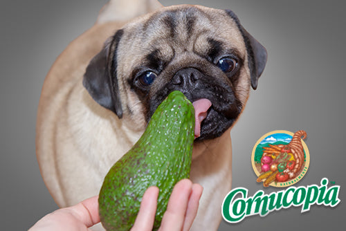 can a dog eat avocado