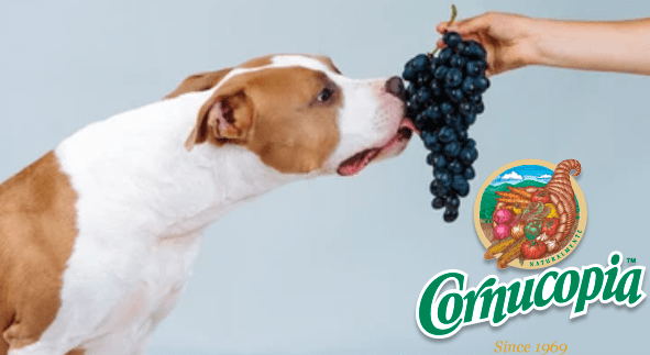 what happens to dogs when they eat grapes