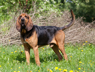 Saddlepeak Bloodhounds