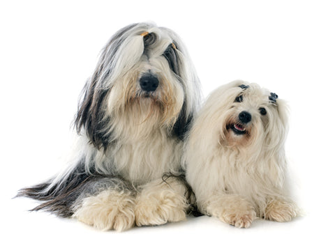 Tibetan Terrier / Coto de Tulear