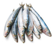 wild sardines