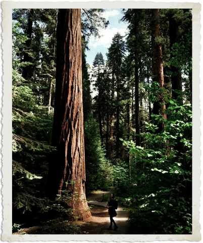 A Giant Sequoia Tree in the Giant Forest Grove 