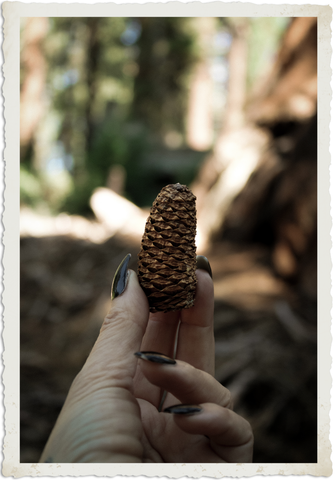Giant Sequoia Tree Seed Pinecone
