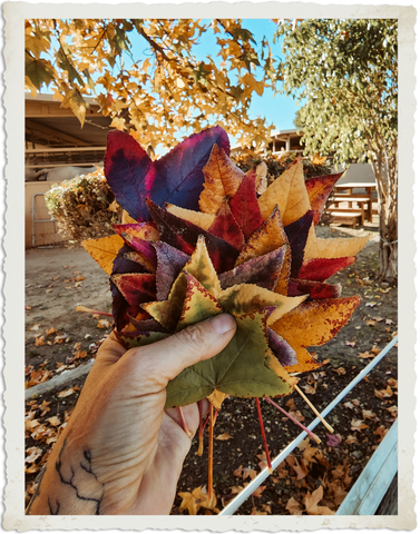 A handful of colorful Autumn Leaves