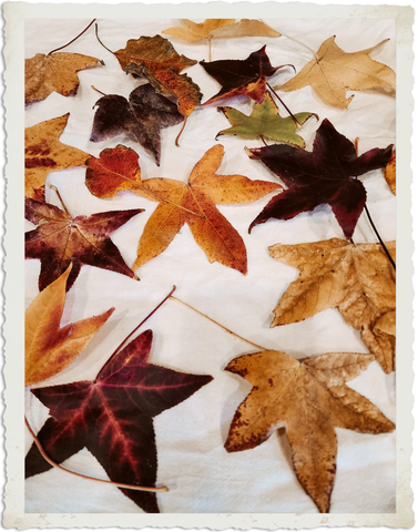 Dry Autumn leaves ready to preserve with beeswax