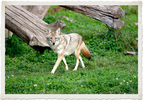 Coyote by Patrice Schoefolt