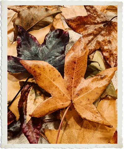 A pile of colorful autumn leaves preserved in beeswax