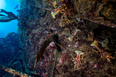 Lobster on wreck of Bos400