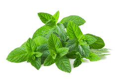 Mint leaves