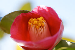 Opening Camellia japonica flower