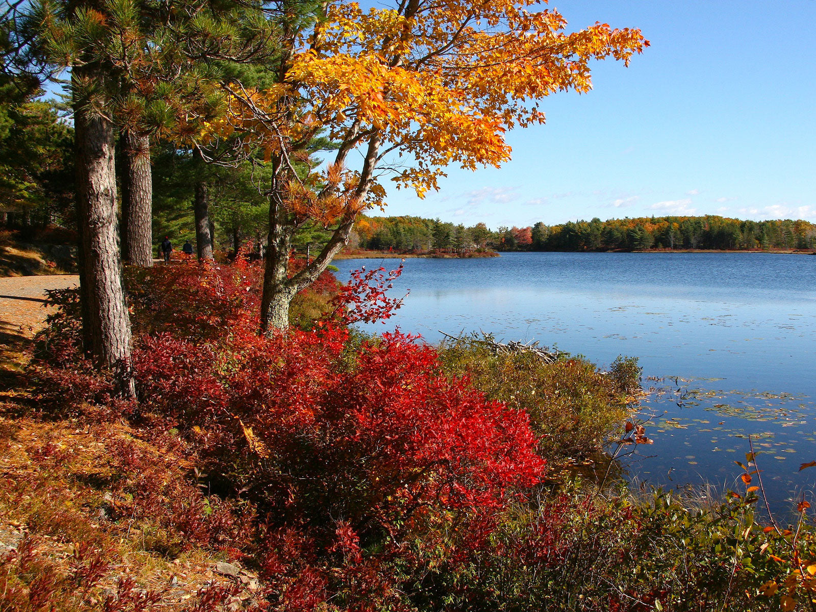 Fall season in Acadia National Park.