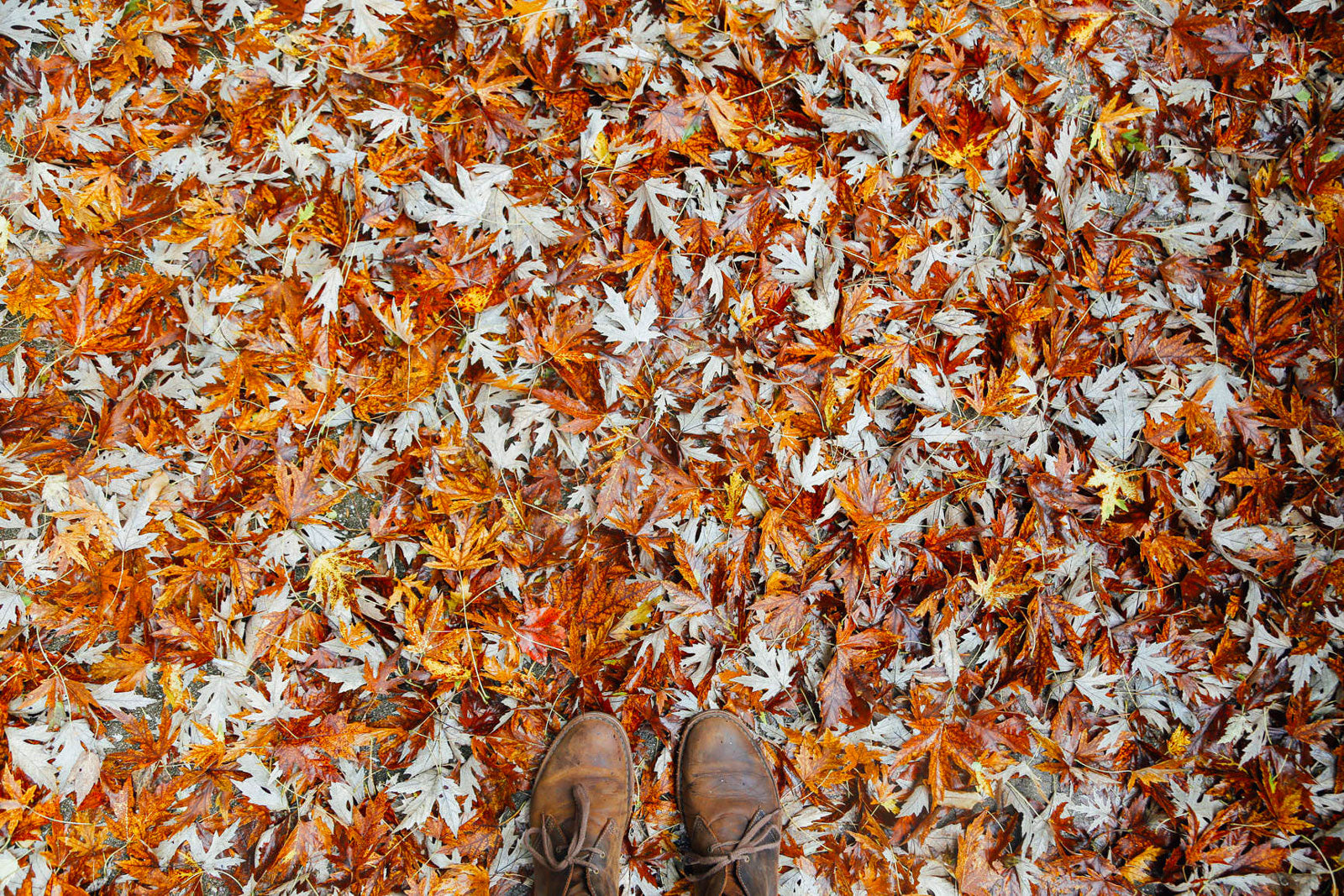 Hiker pov looking down at boots standing in pile of fall leaves.