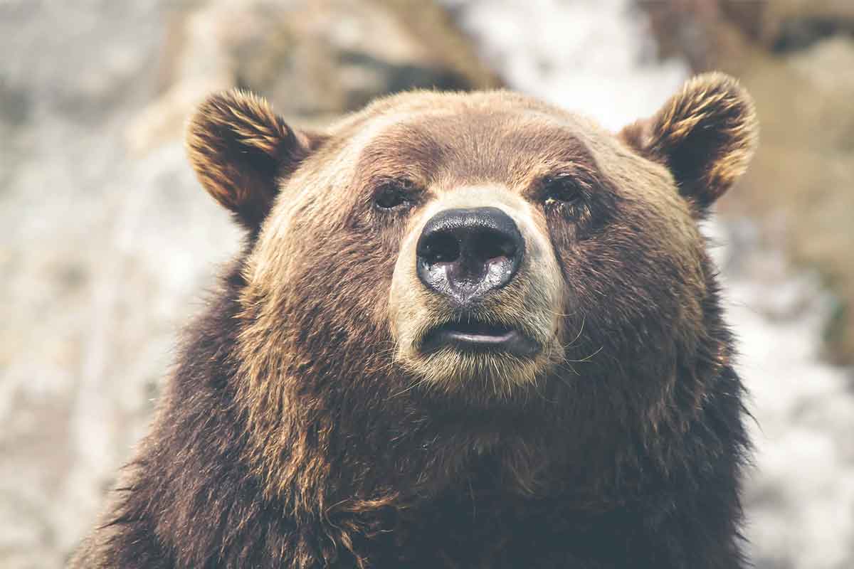 close up of bear
