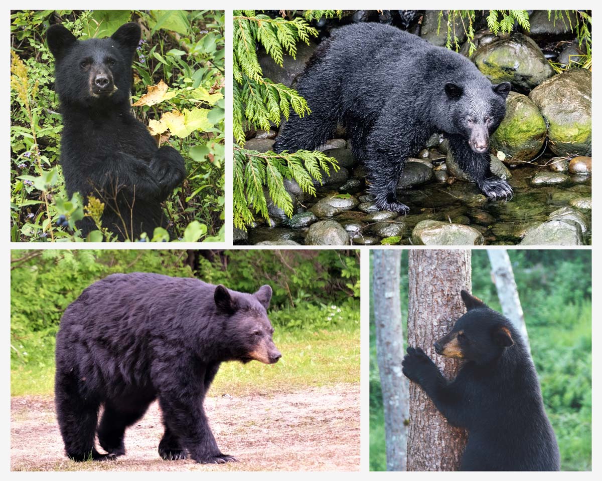 Collage of Black Bear Photos