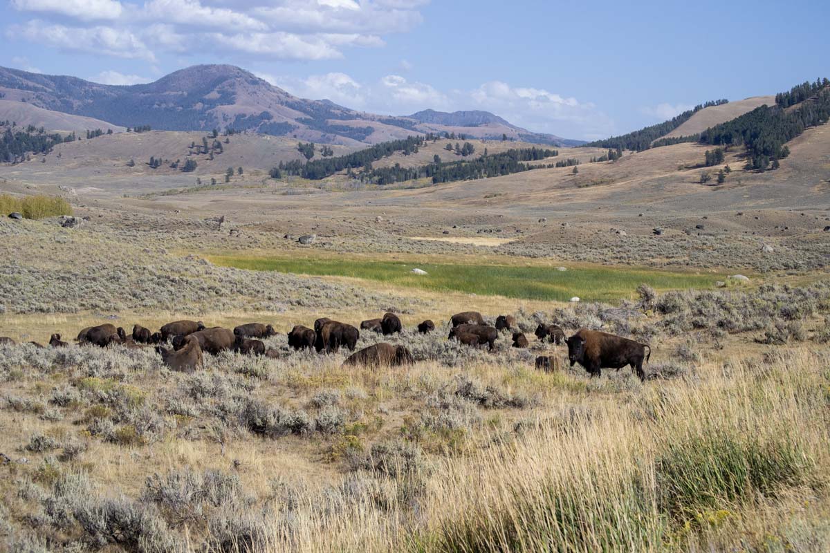 Buffalo grazing in Yellowstone National Park.