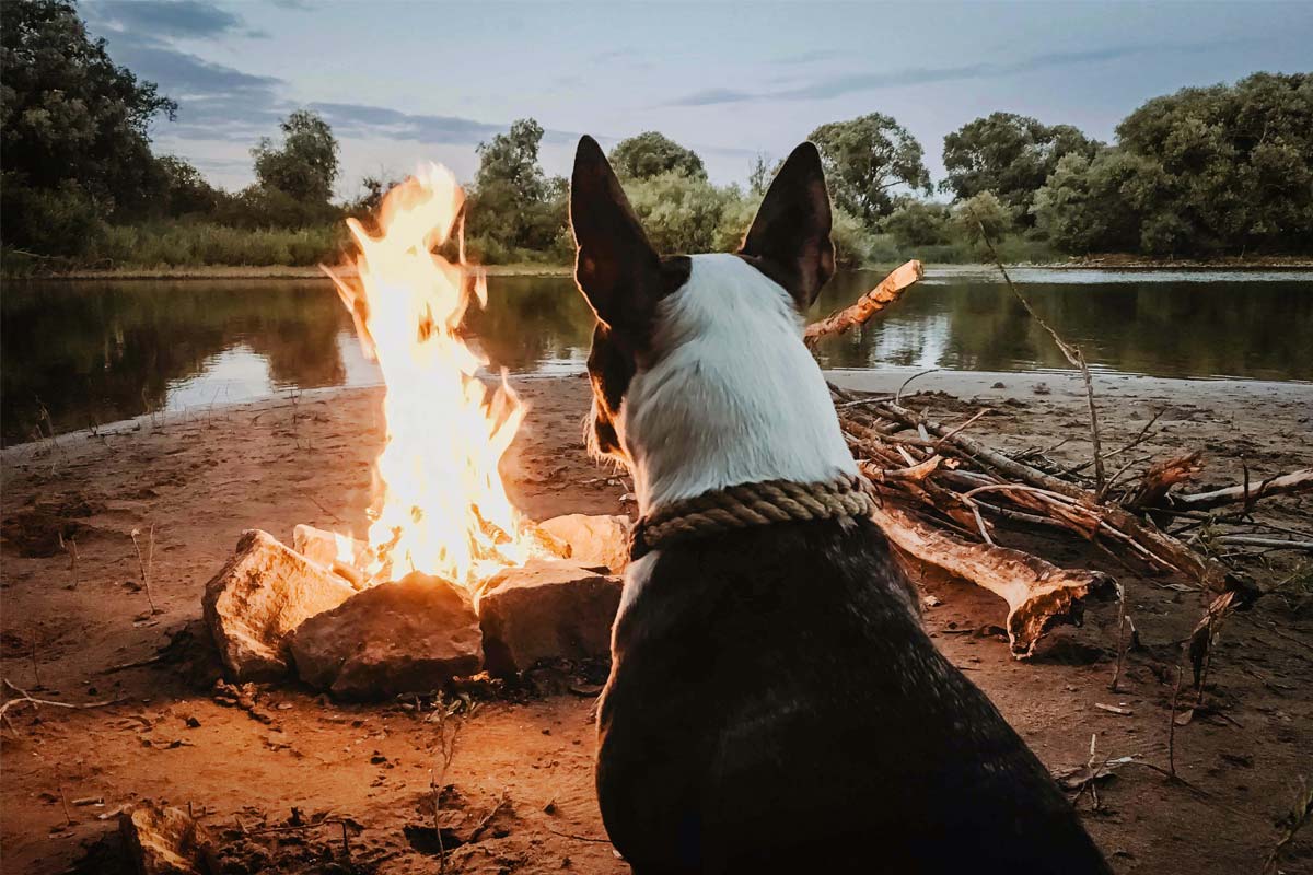 Dog sitting in campsite next to campfire on the edge of lake.