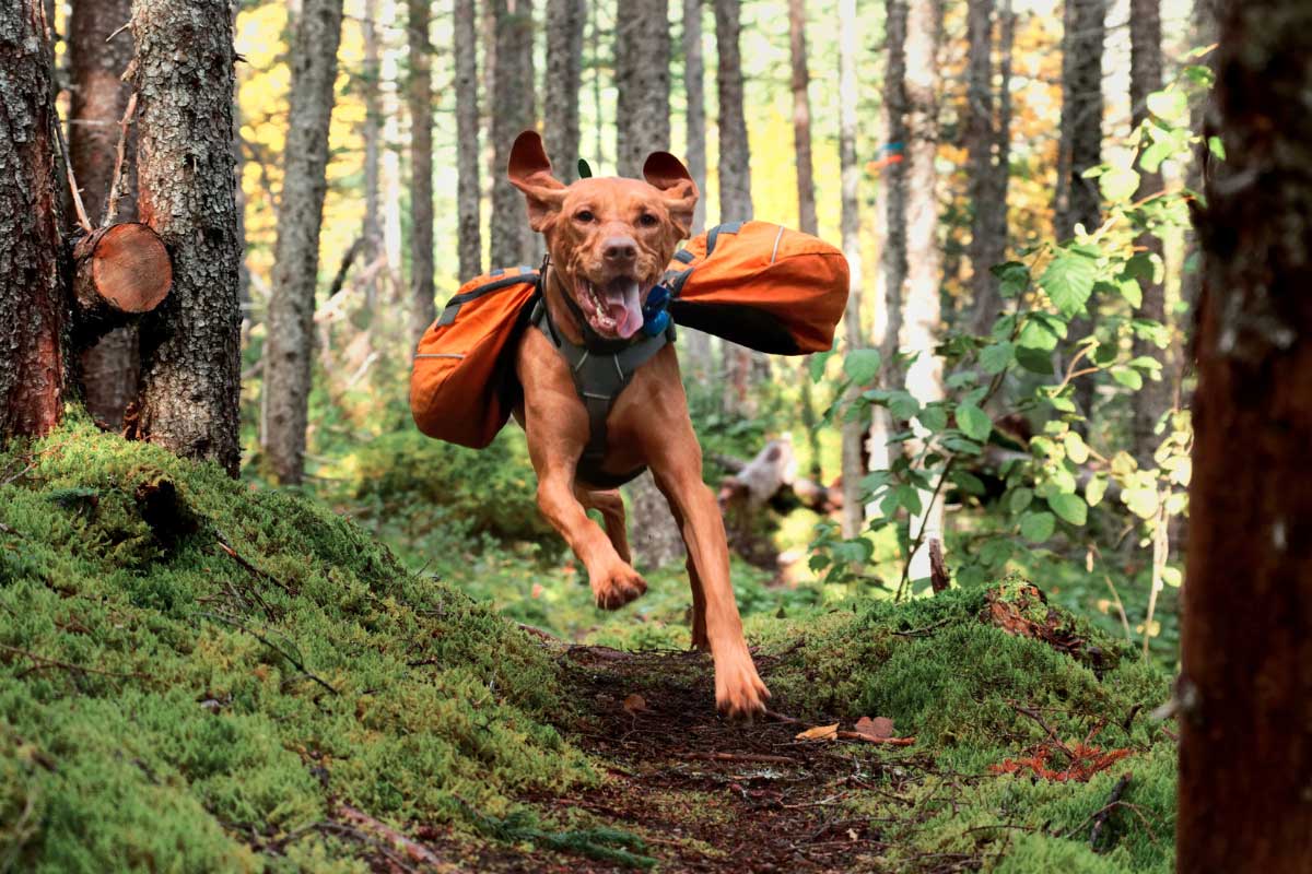 Happy dog bouncing down hiking trail wearing a dog pack.