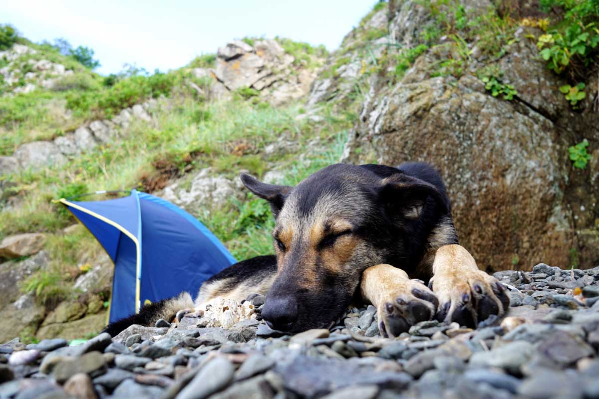 Dog taking a nap break while on a hike in the woods.