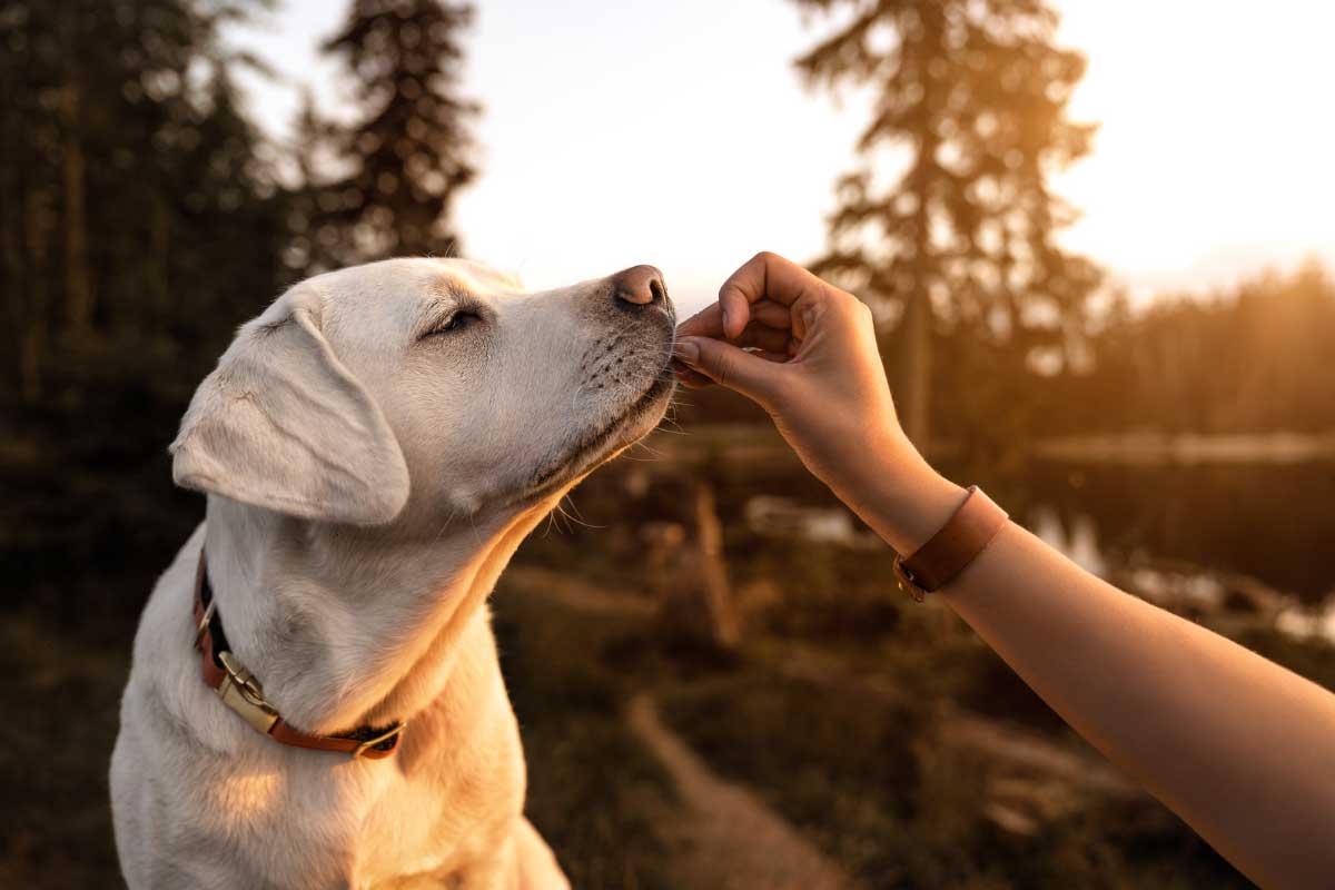 Dog getting a treat on a hiking trail.