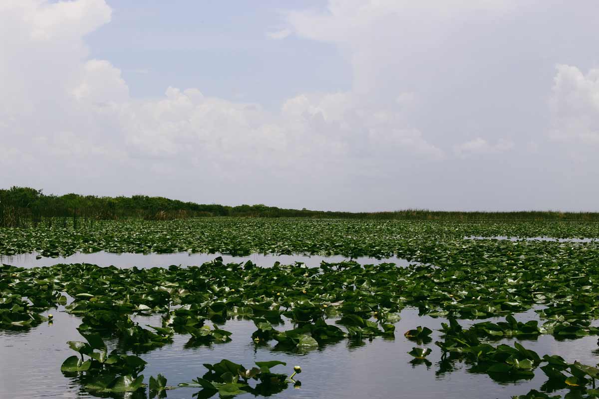 Lilly pads in Everglades National Park.