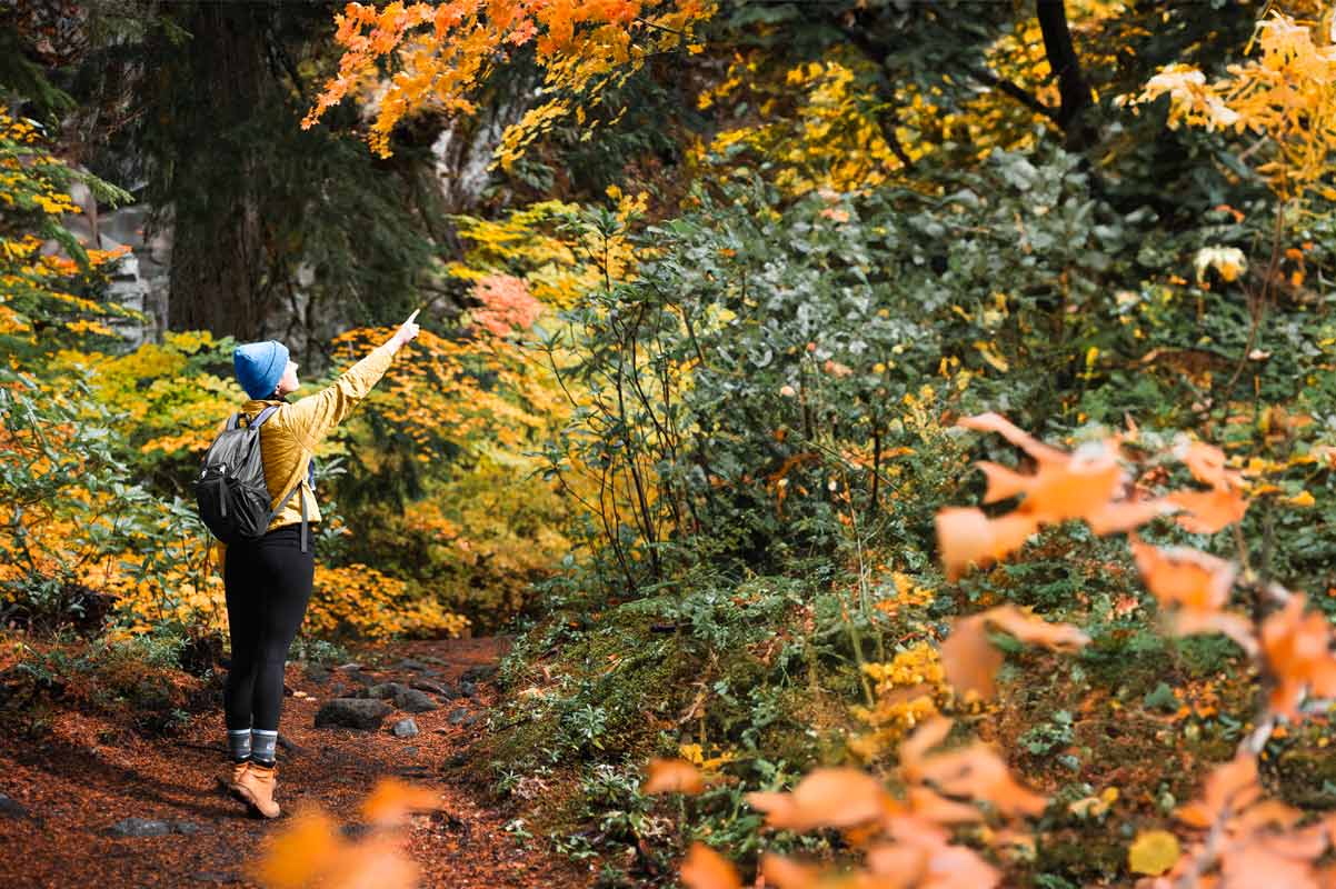 Hiker wearing Cloudline merino wool hiking socks admiring orange and yellow fall leaves.