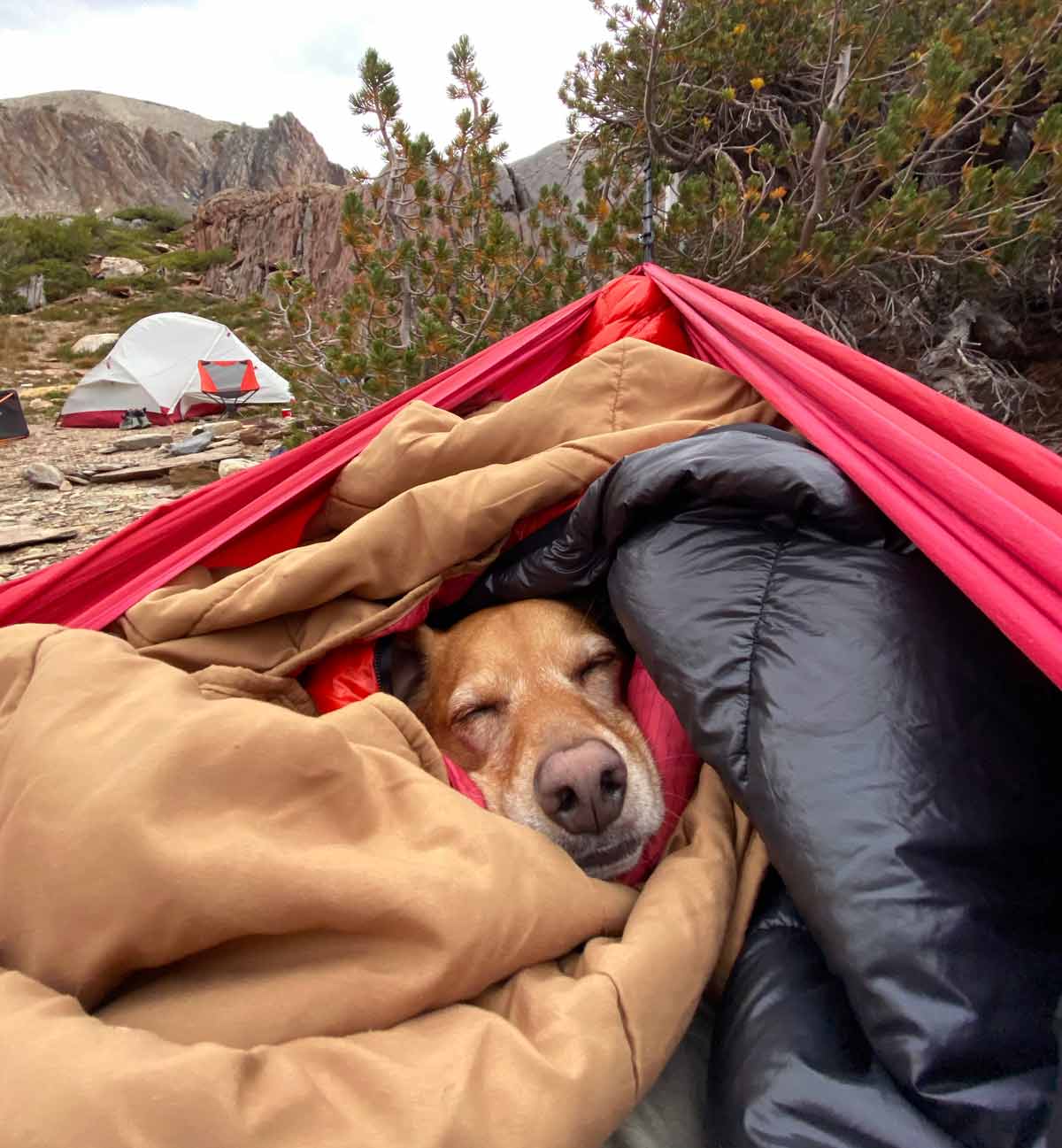 Dog snuggled up in sleeping bags sleeping in a camp hammock with tent in the background.