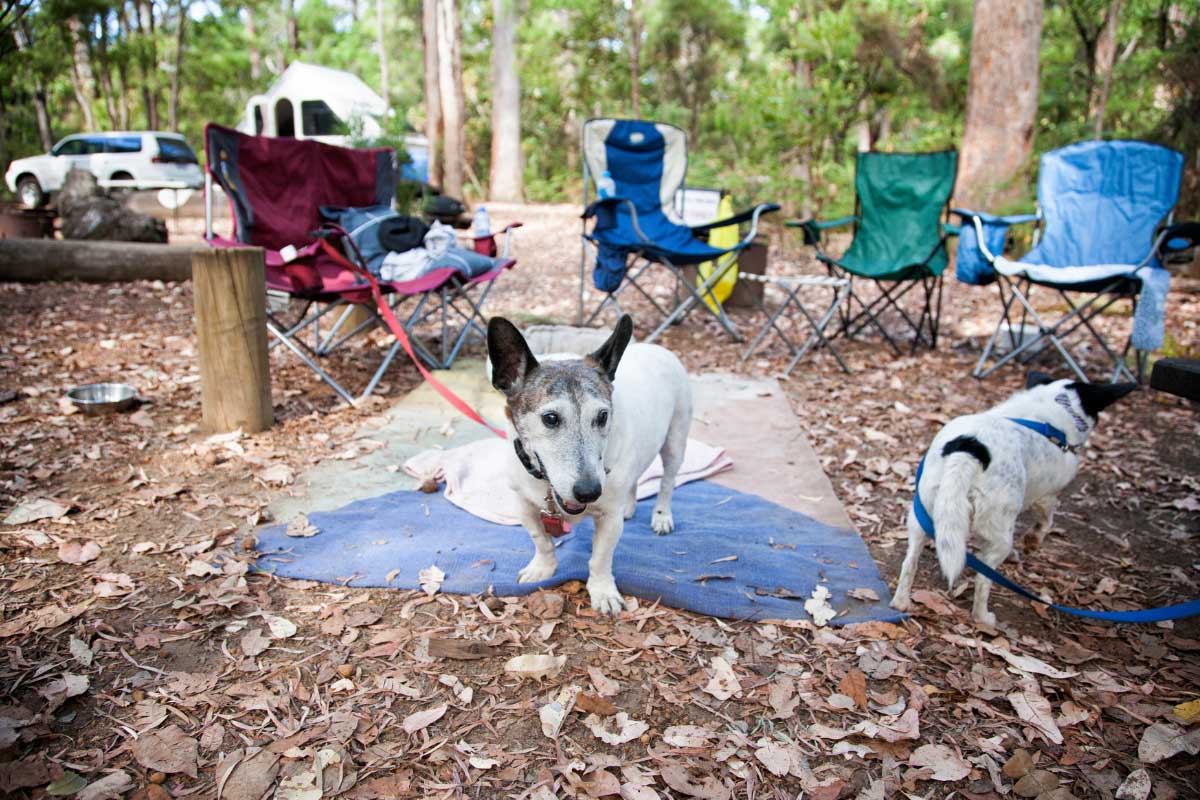 two dogs on leash in a campsite with chairs in a circle and camper trailer in site.