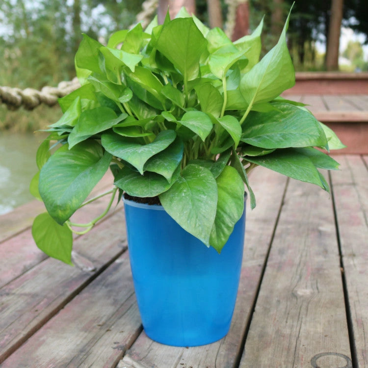 Nordic Hydroponics Self-Watering Flower Pot for Fairy Gardens