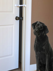 Dog blocked from entering room and eating cat litter