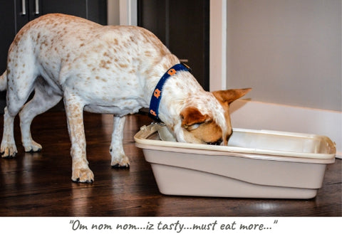 what to do if my dog eats cat litter
