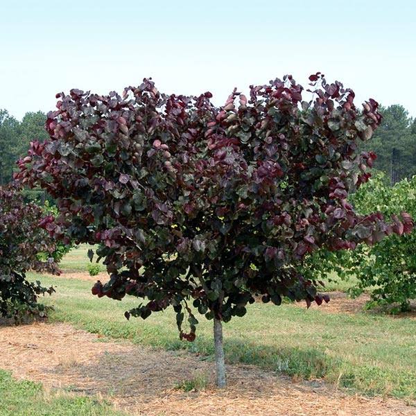 3-4 Ft. - Merlot Redbud Tree - Deep Purple Foliage On A Compact Form | Brighter Blooms