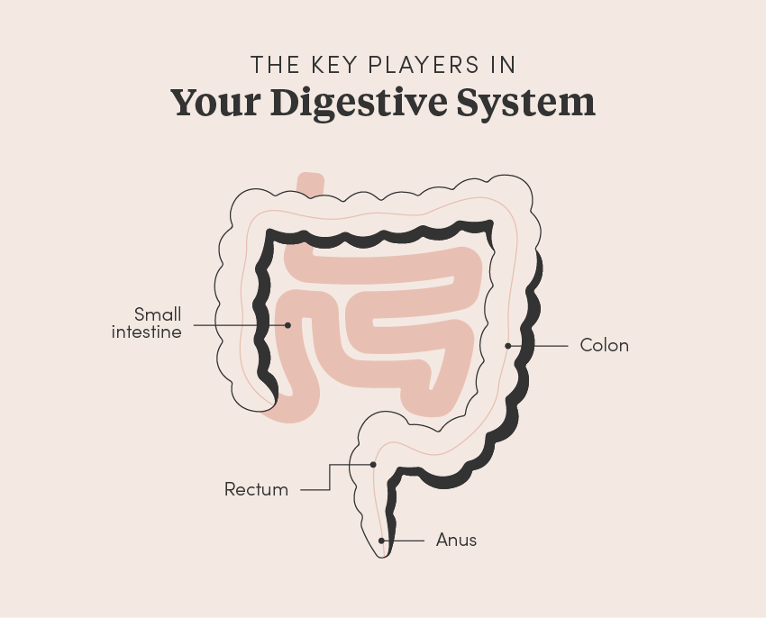 the-key-players-in-your-digestive-system