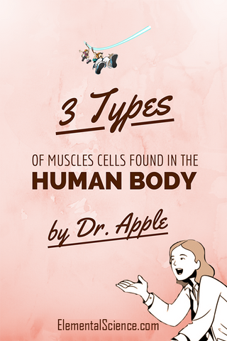 3 types of muscles