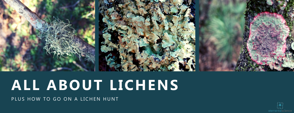 Learn about lichens and get directions for going on your own lichen hunt in this winter nature study from Elemental Science.