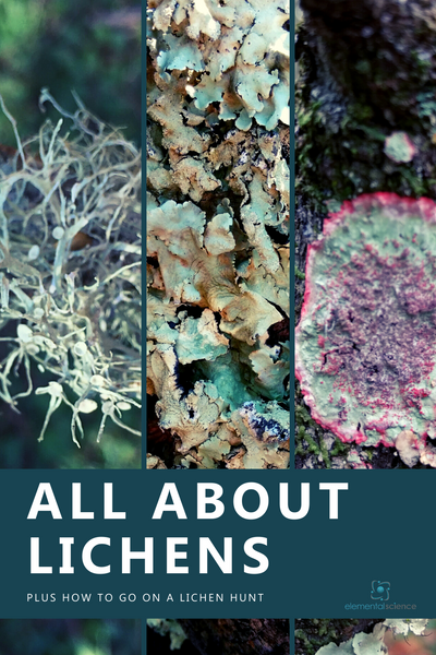 Learn about lichens and get directions for going on your own lichen hunt in this winter nature study from Elemental Science.