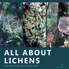 Learn about lichens and get directions for going on your own lichen hunt in this winter nature study from Elemental Science.