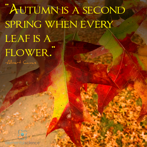 Autumn is... {Albert Camus} - elementalscience.com